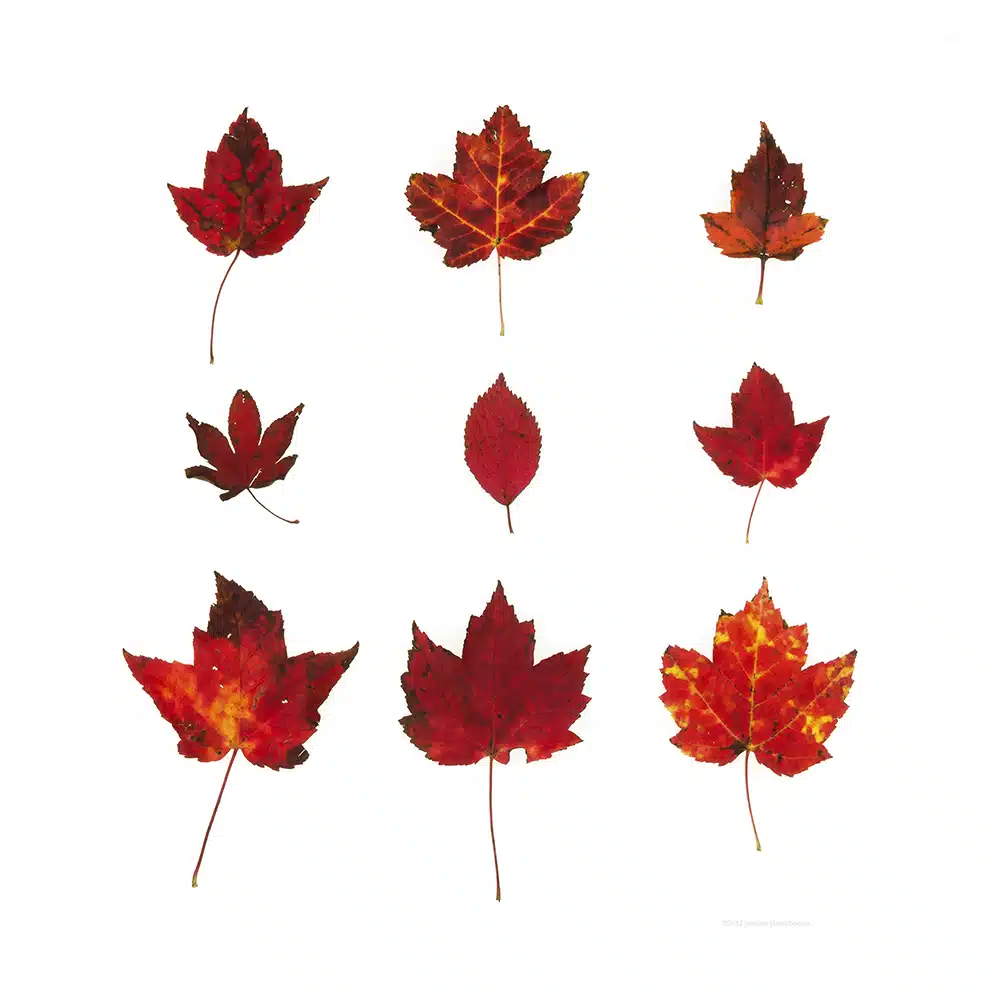 Bright Red Autumn Leaves, Acer rubrum, Acer palmatum, Euonymus alatus.