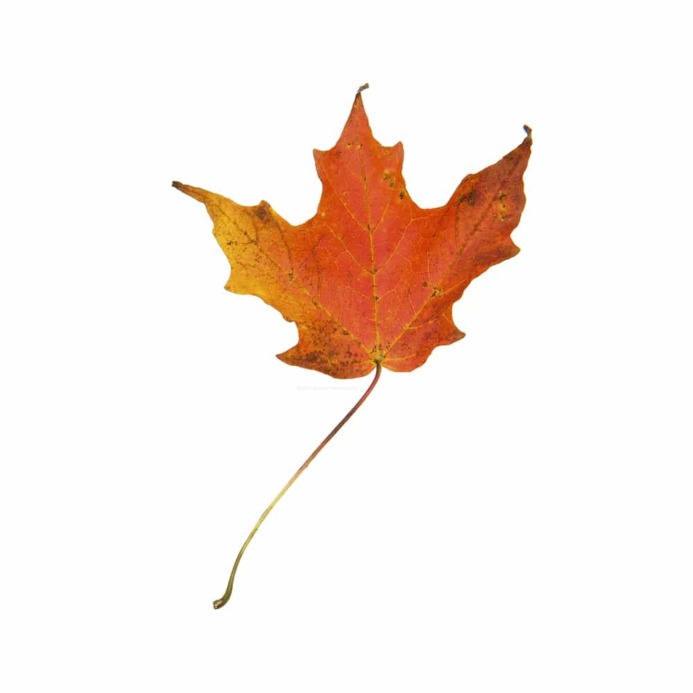Red, Yellow, Orange Maple Leaf, Acer rubrum. 