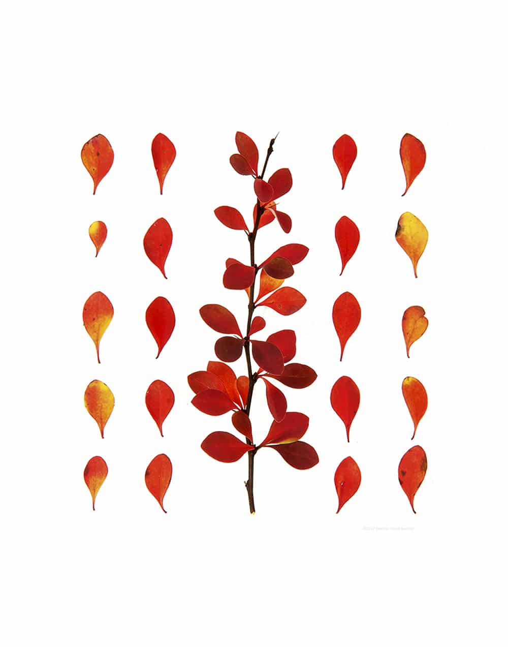 Autumn Barberry Leaves, Berberris thunbergii.