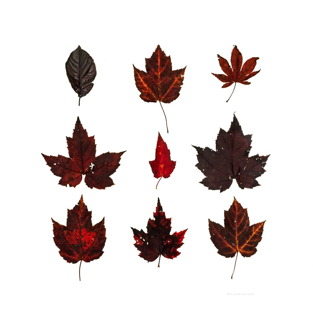 Wine Red Autumn Leaves, Fagus sylvatica, Acer rubrum, Acer palmate, Acer negundo.