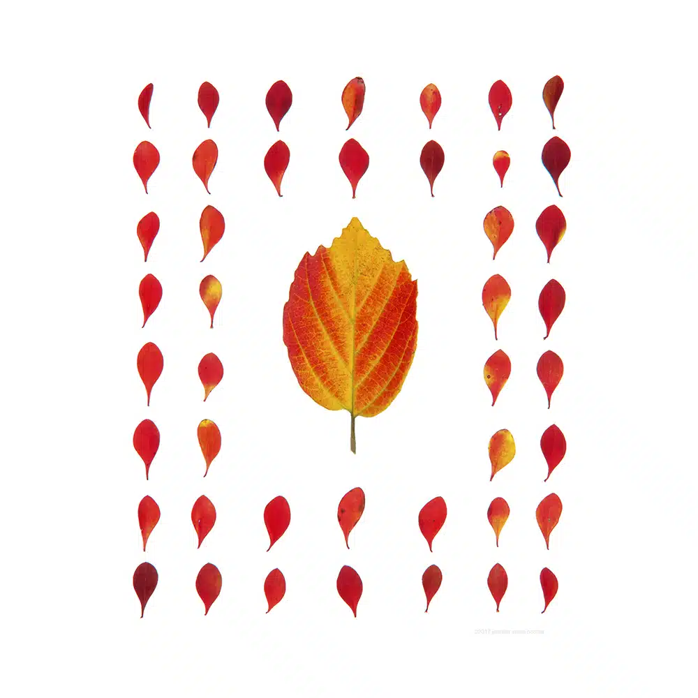 Barberry leaves and Fothergilla leaf, Barberis thunbergii , Fothergilla gardenii.