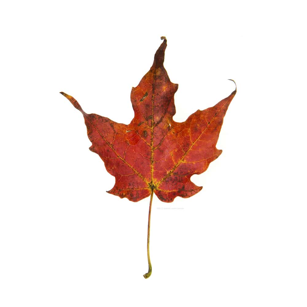 Red Maple Leaf, Acer rubrum. 