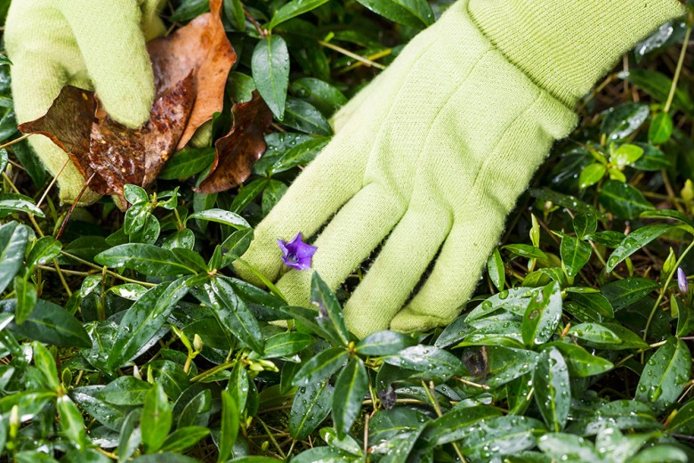 eeding can help prevent poison ivy or poison oak from taking over your garden.