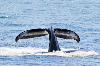 Whale Watching in Maine | 6 Favorite Spots - New England Today