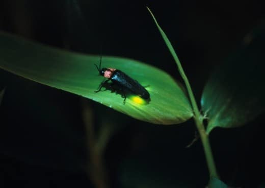 Insect firefly