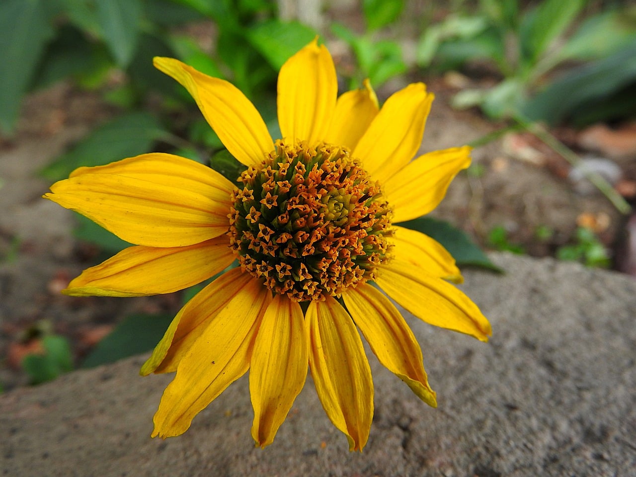 when-to-cut-perennial-plants-down-gardening-advice-new-england-today