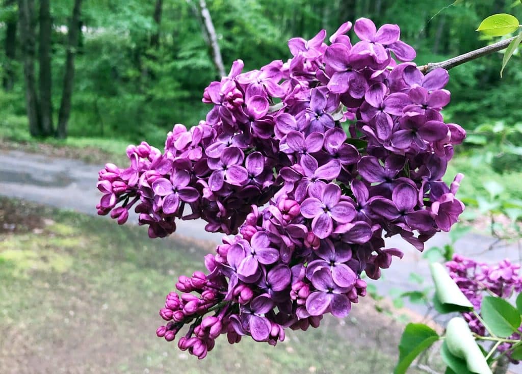 When to Prune | Gardening Advice New England