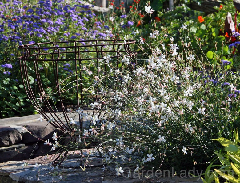 As the sun goes down, however, white becomes the most visible flower and foliage color.