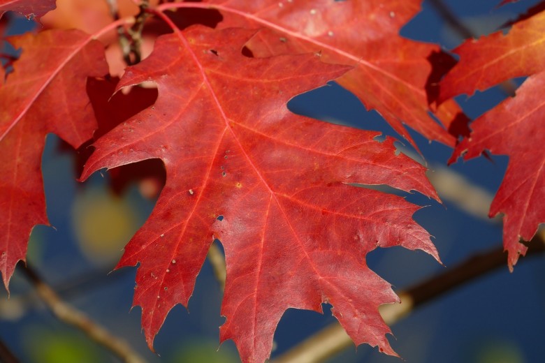 The Meaning of Fall Foliage | Why Leaves Change Color - New England Today