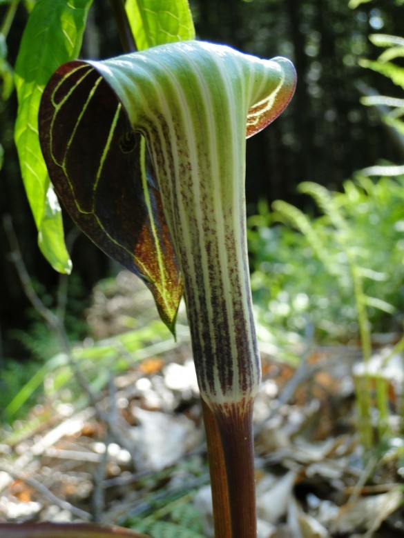 jack-in-the-pulpits