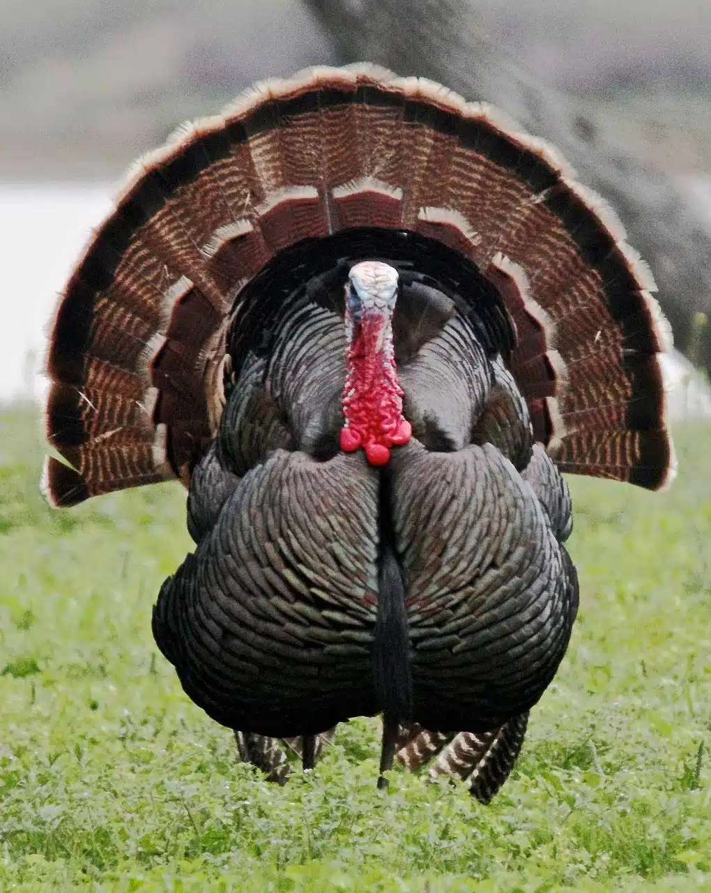 Wild Turkeys in New England | Ask the Naturalist