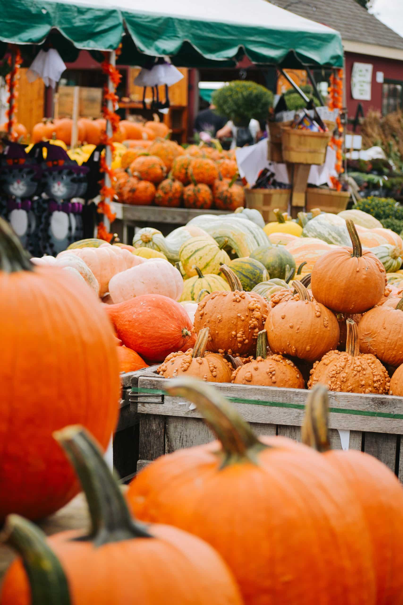 best-pumpkin-festivals-in-new-england-new-england-today