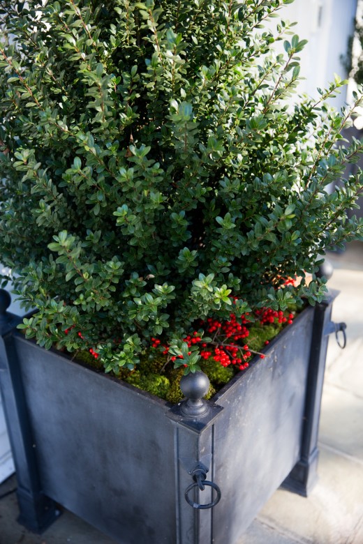 Dress up boxwoods with red berries. 