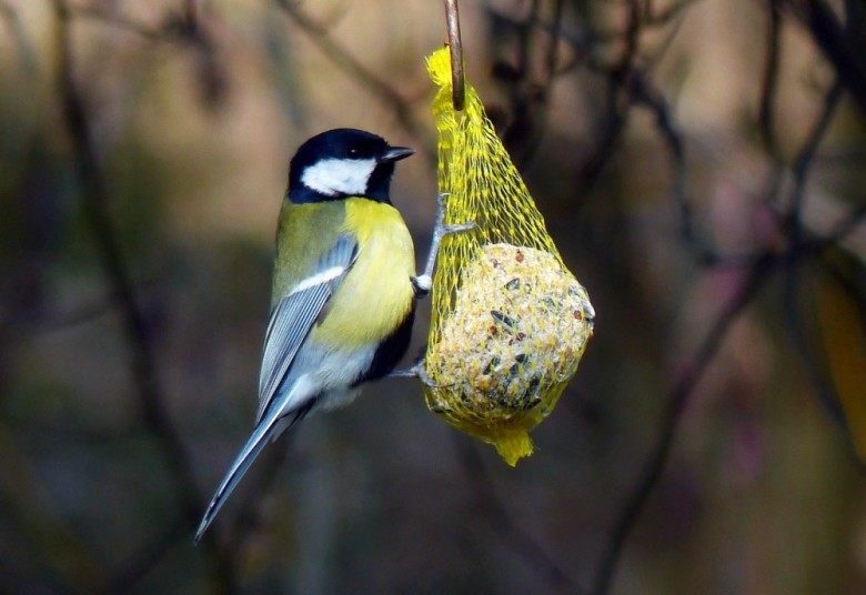 Winter Gardening