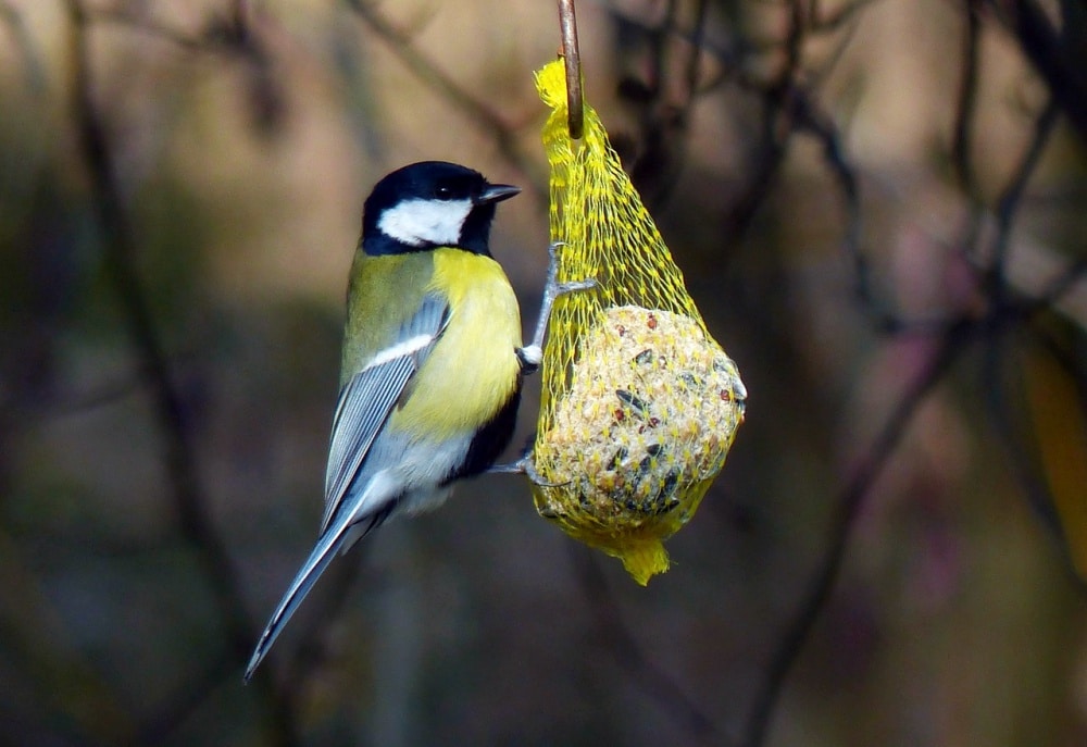 winter-gardening-bird-feeders