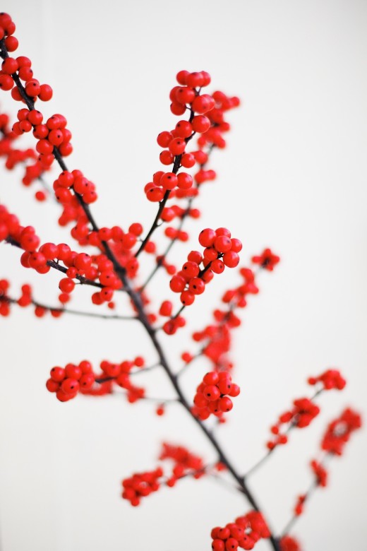 What are the Beautiful Red Berries by the Road? - LAND DESIGNS