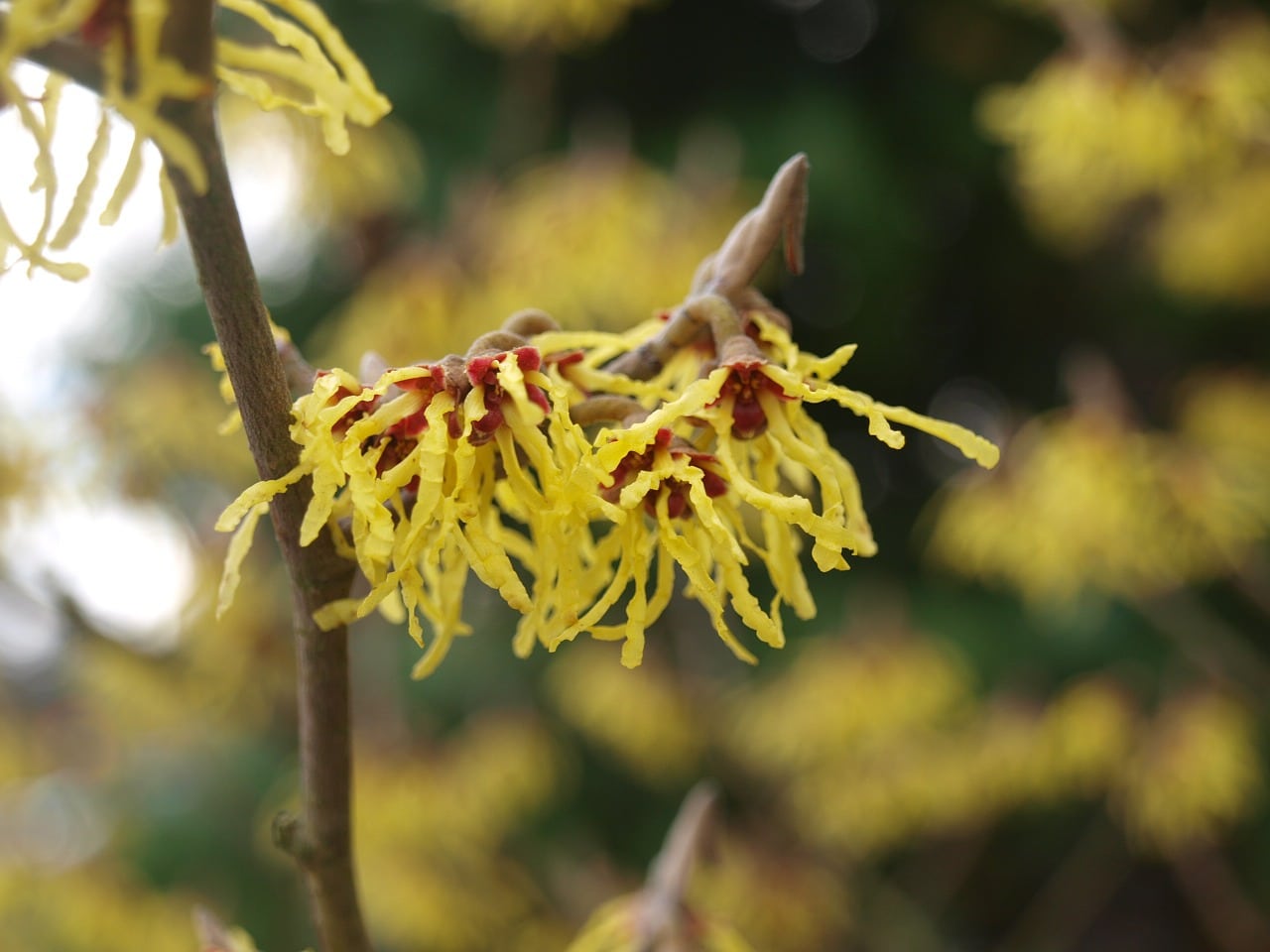 3 Gallon a vase Shaped Flowering Shrub prized for Yellow Flowers That Have a Warm Spicy Fragrance That Arrive in Early March. Witch Hazel 