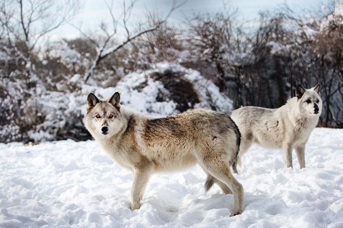 Wolf Hollow Gray Wolf Sanctuary in Ipswich, Massachusetts