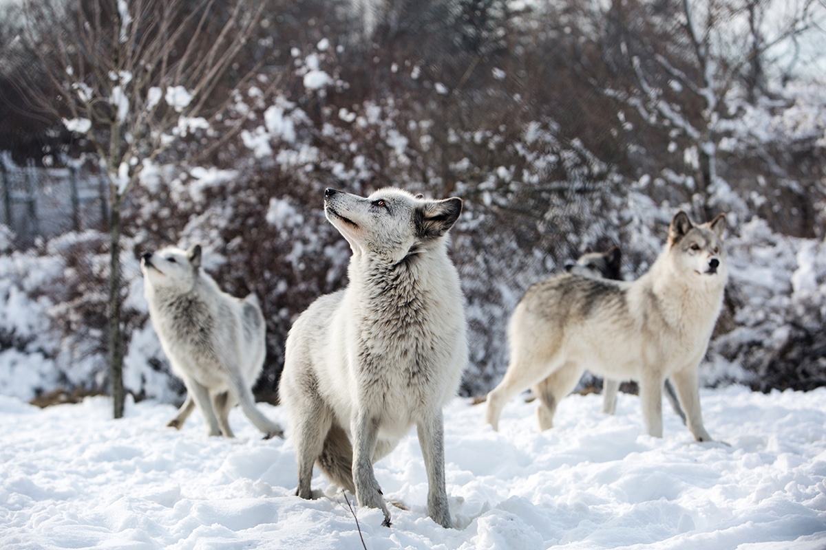 Wolf Hollow Gray Wolf Sanctuary in Ipswich, Massachusetts