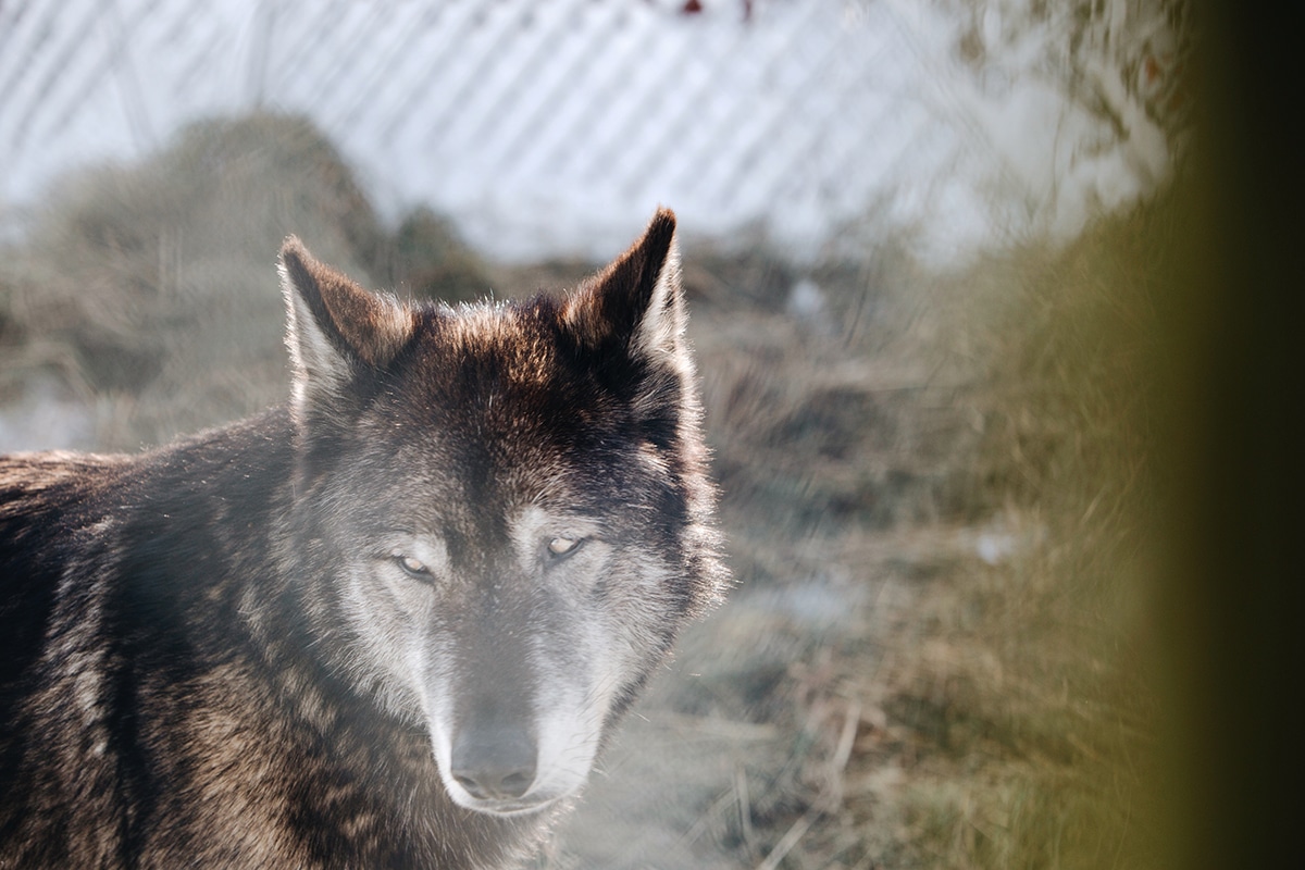 Bear is a wolf-dog hybrid born in 2008. Bear was being kept illegally in an apartment outside of Boston but fortunately came to live at Wolf Hollow at 3 months of age. Wolves and wolf-dog hybrids are illegal pets in Massachusetts.